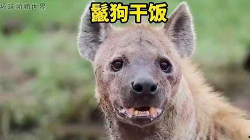 鬣狗吃瓜视频韩剧,揭秘韩剧中的残酷现实与人性挣扎