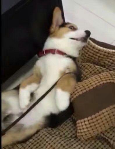 柯基可以吃黄皮瓜吗视频,柯基狗狗能否享用黄皮瓜美味小食？揭秘宠物饮食安全