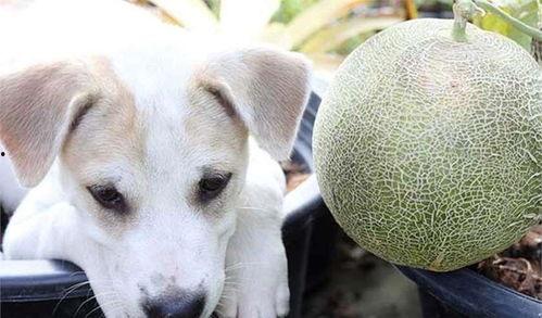 狗狗吃哈密瓜视频,萌态可掬瞬间引网友爆笑