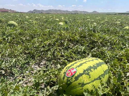 宁夏吃瓜的比赛视频,一场视觉与味觉的双重盛宴