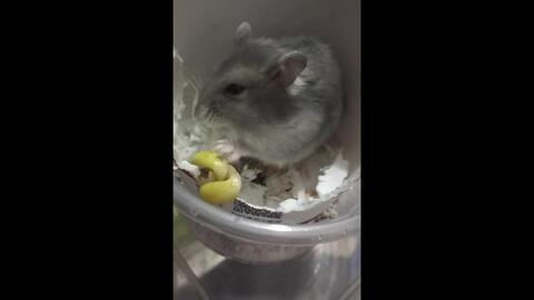 螺纹瓜仓鼠可以吃吗视频,螺纹瓜仓鼠能否享用美味？