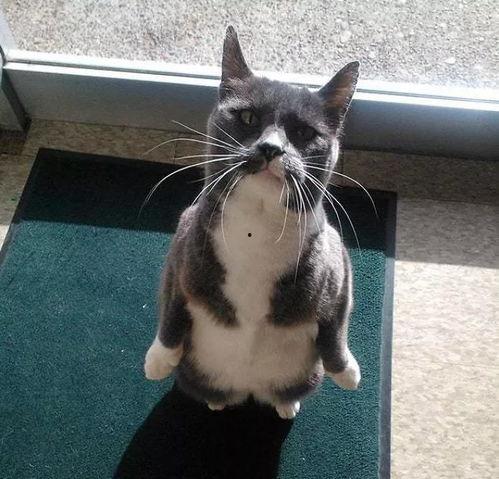 猫咪吃瓜视频大全集,萌态百出！视频大全集回顾