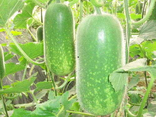 吃货主播吃水瓜视频大全,吃货主播带你领略美食的魅力