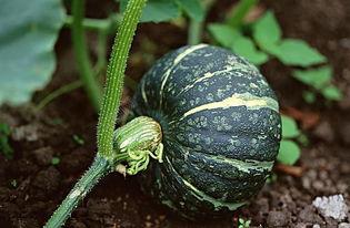 王大爷吃瓜视频下载,揭秘瓜界风云录