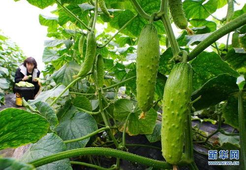 小歪瓜怎么吃最好视频,视频教你最佳吃法