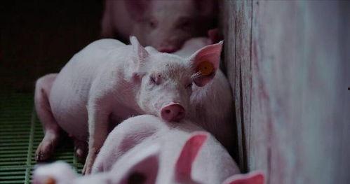 猪吃瓜有营养吗视频播放,视频揭示惊人真相