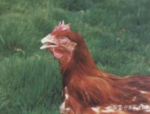 吃鸡抠鼻瓜视频素材高清,吃鸡抠鼻瓜视频幕后故事