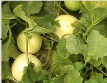 什么加梨瓜吃的更甜呢视频,最佳搭配食材大公开