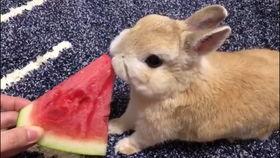 网红吃瓜小兔子视频下载,揭秘热门视频背后的下载狂潮